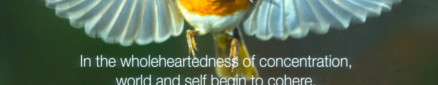 Featured Post Image - In the wholeheartedness of concentration
